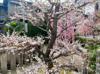 2万歩歩きました💐💐