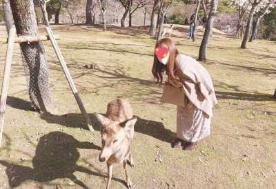 奈良公園🦌🌸